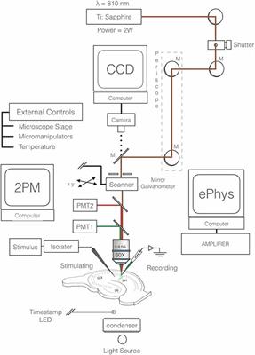 Optical Quantal Analysis